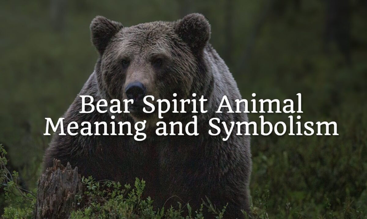 Bear Spirit Animal – Meaning and Symbolism - Spirit Animal Mysteries