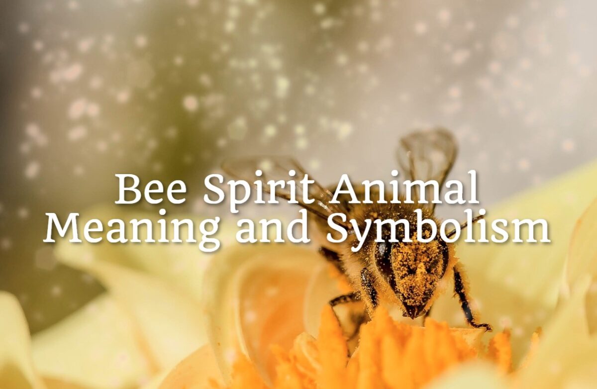 Bee Spirit Animal Meaning And Symbolism Spirit Animal Mysteries