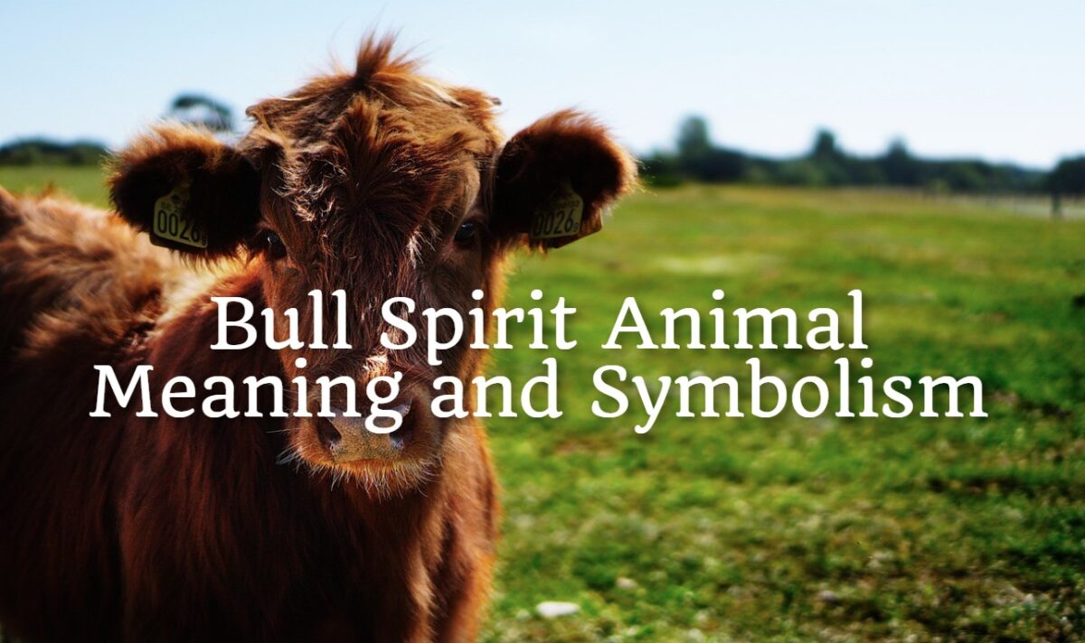 bull-spirit-animal-meaning-and-symbolism-spirit-animal-mysteries