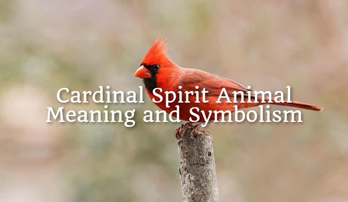 Cardinal Spirit Animal – Meaning and Symbolism - Spirit Animal Mysteries