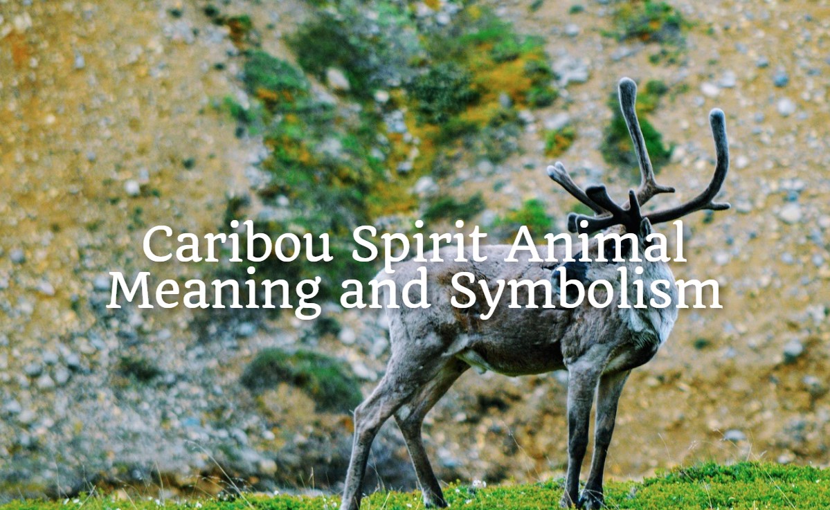 Caribou Spirit Animal – Meaning and Symbolism - Spirit Animal Mysteries