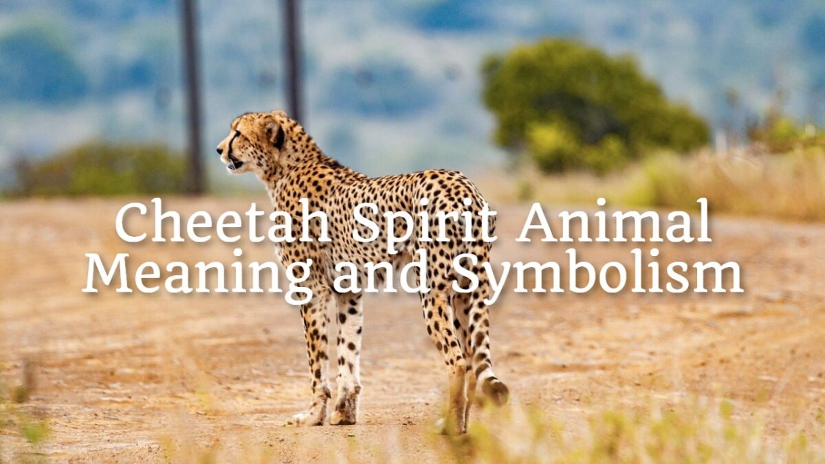 Cheetah Spirit Animal – Meaning and Symbolism - Spirit Animal Mysteries