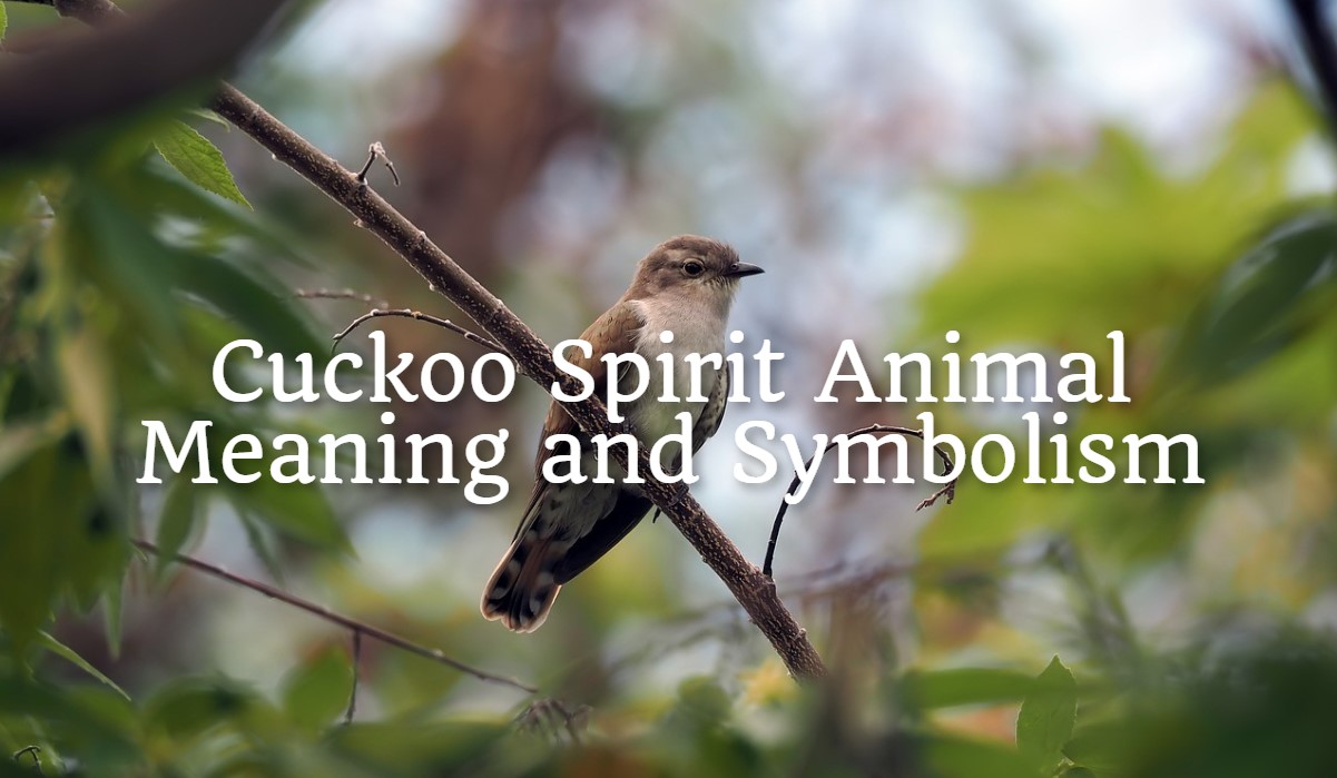 Cuckoo Spirit Animal – Meaning and Symbolism - Spirit Animal Mysteries