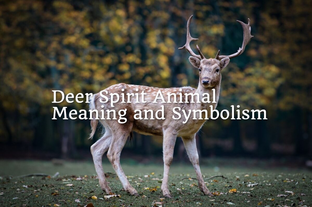 Deer Spirit Animal Meaning and Symbolism Spirit Animal Mysteries